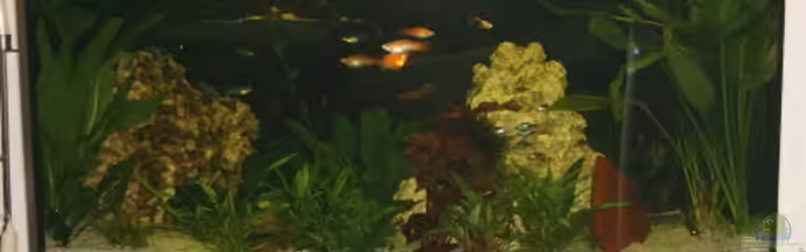 Becken 2022 von Enrico Franke