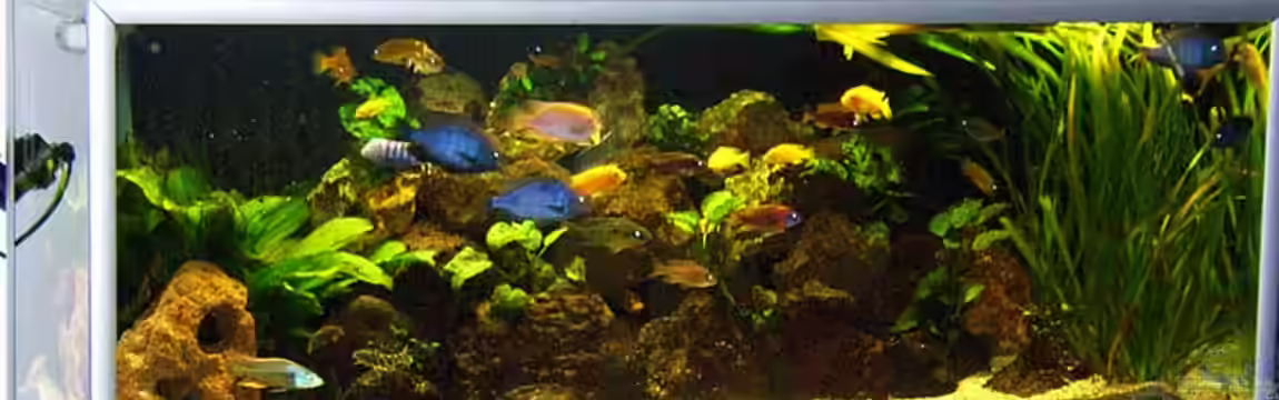 Becken 2023 von Thomas Müller