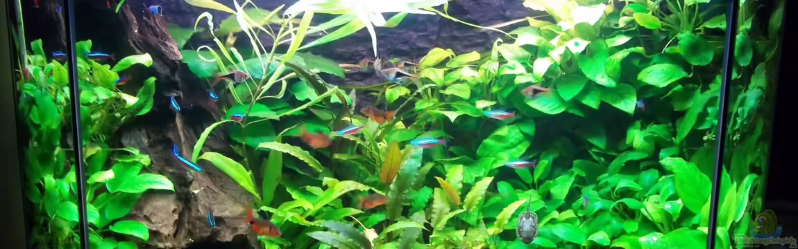 Becken 20335 von Niko P.