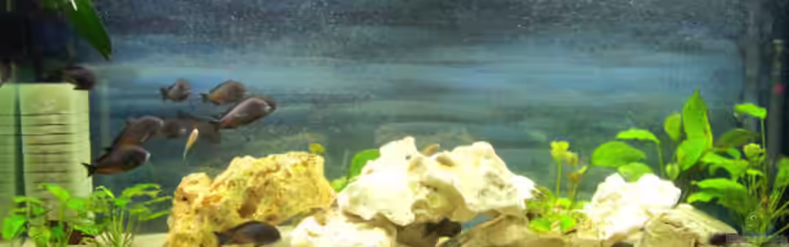 Becken 2050 von Rocco Merten