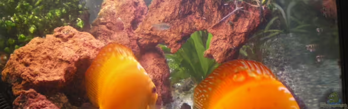 Becken 20520 von Baschtel