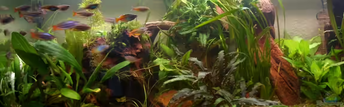 Becken 20534 von tsmeey