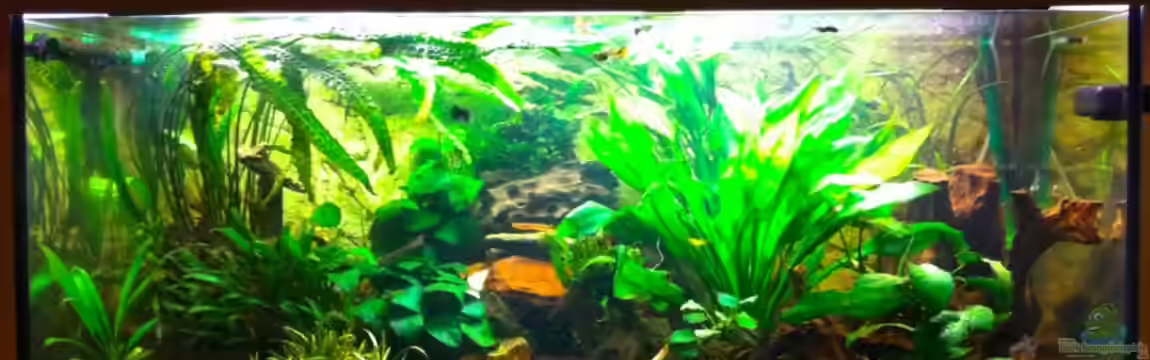 Becken 20576 von Smiek44