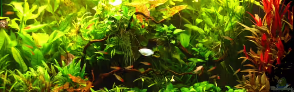 Becken 2059 von krause2