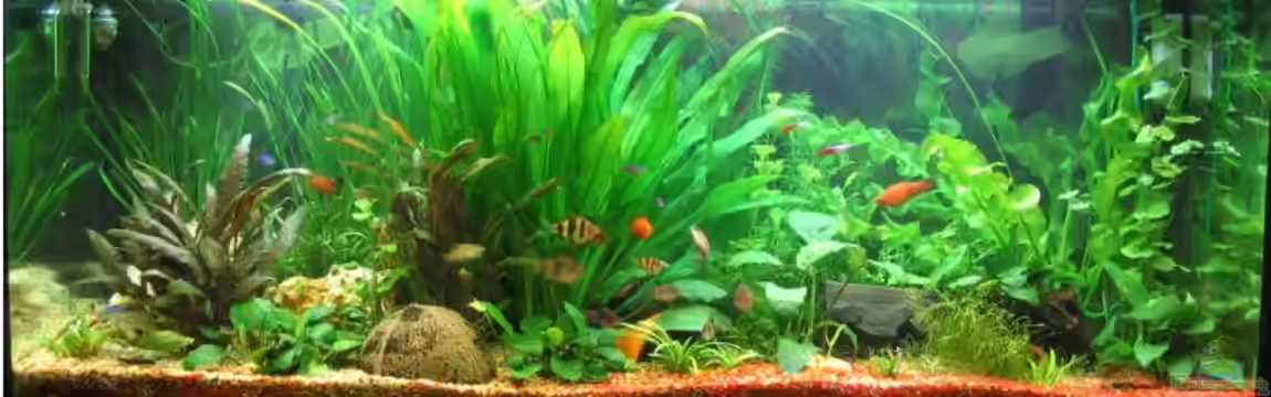 Becken 2063 von Michael Kraus