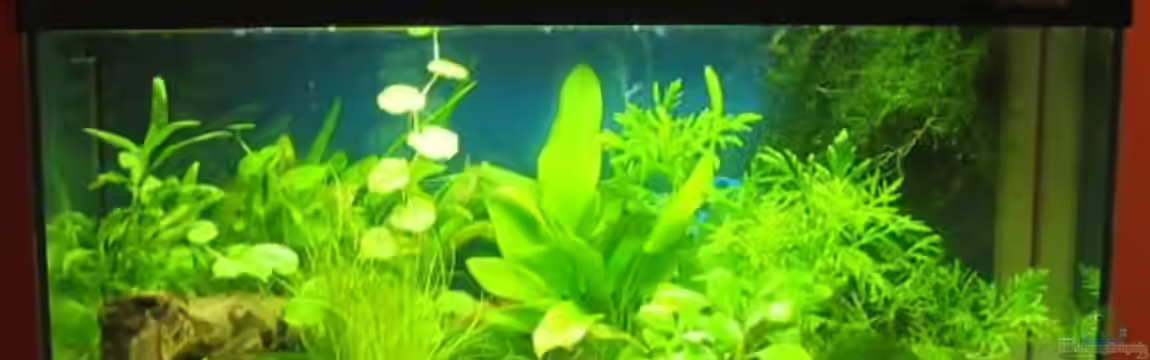 Becken 2066 von Heike Bergmann