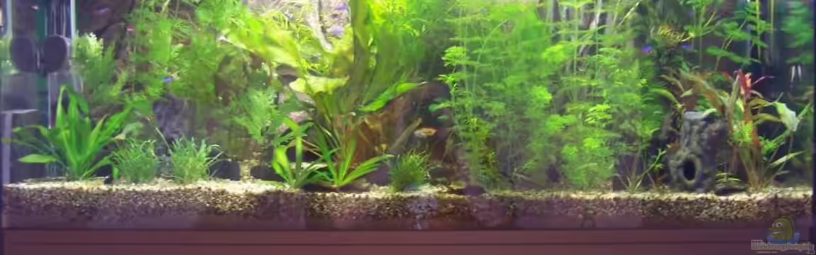 Becken 2080 von Harald Westphal