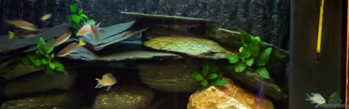 Becken 2081 von Nina Datené