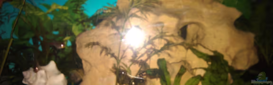 Becken 20813 von Axo