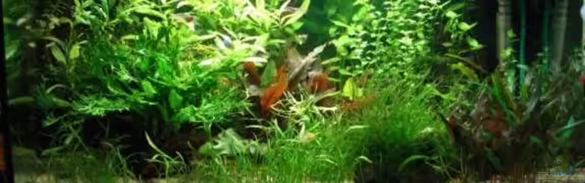 Becken 2082 von Claudia Knops