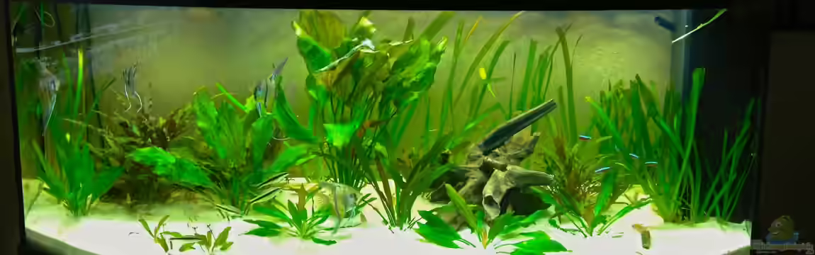 Becken 20883 von Thomas Gasthaus