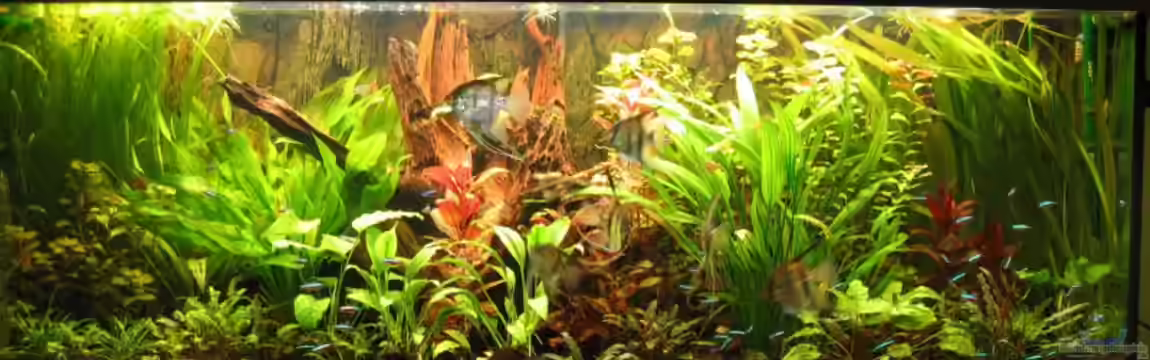 Becken 2091 von Gerrit Buck