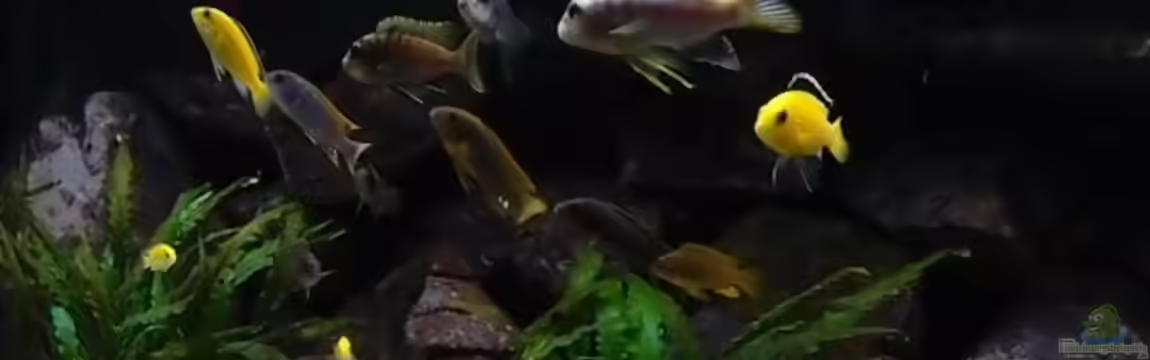 Becken 20933 von joseppe