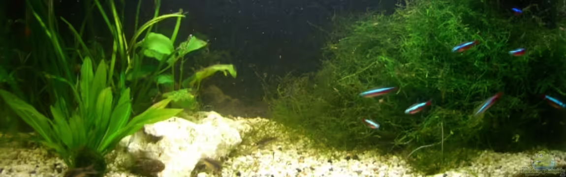 Becken 2095 von Christopher Walla