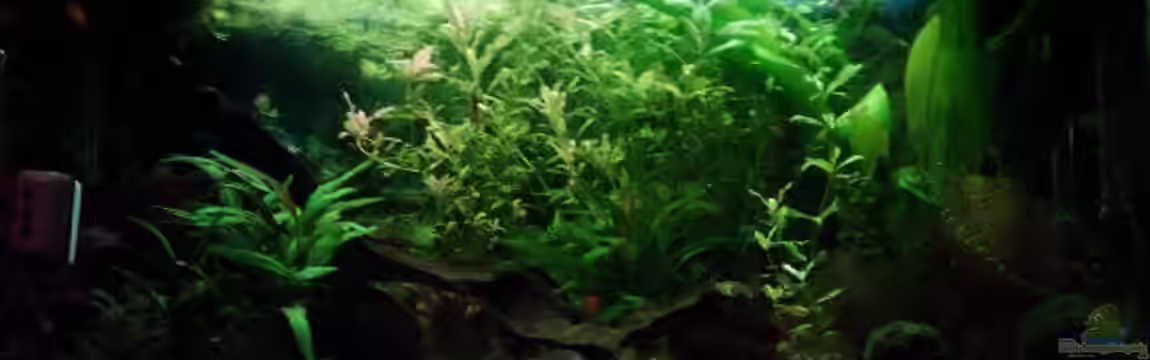 Becken 2099 von Christine Schebesta