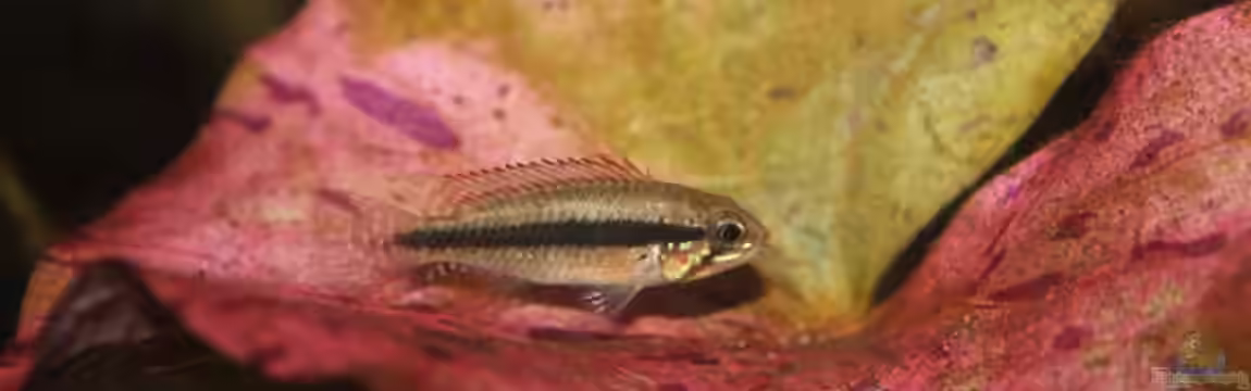 Becken 21077 von Tobias Franck