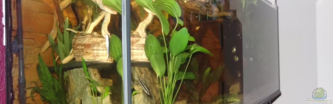 Becken 21129 von Felix Rohn