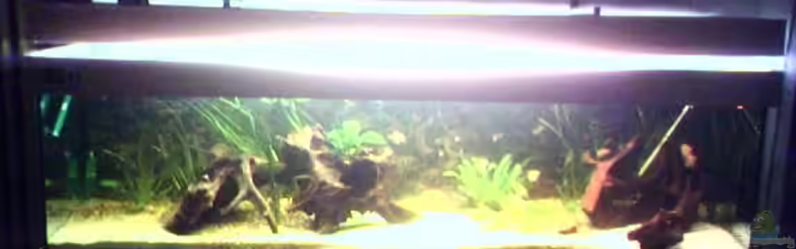 Becken 2125 von Diana Fröhlich