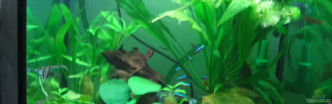 Becken 2128 von Claudia Seidl