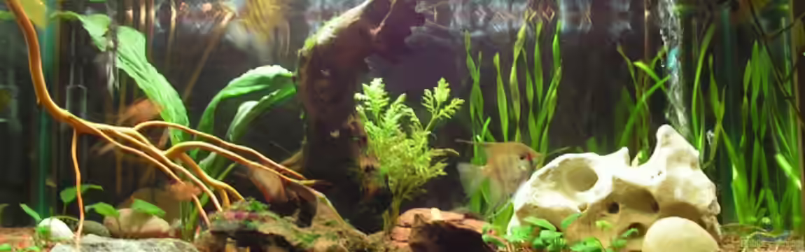 Becken 2131 von Manuela Vogt