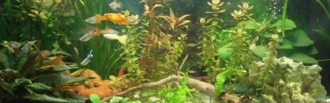 Becken 21312 von Schusi