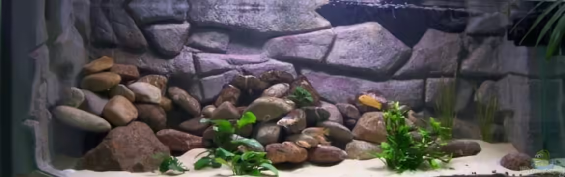 Becken 2132 von Steve Röhning