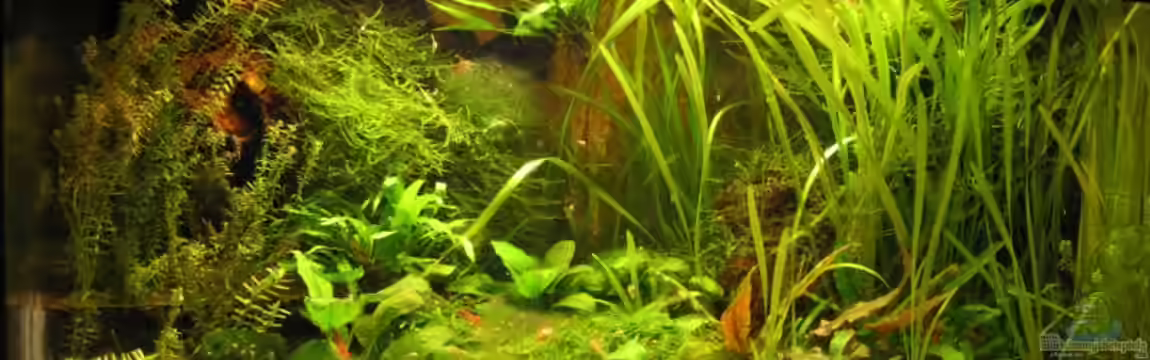 Becken 2136 von Gerrit Buck