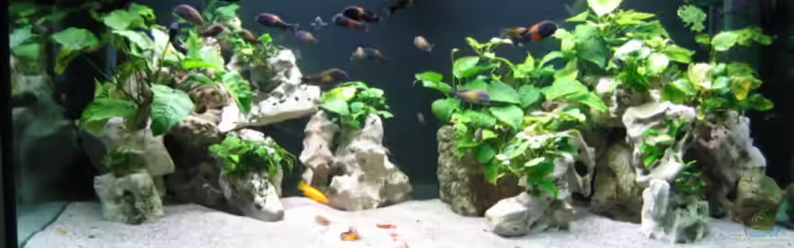 Becken 214 von Frank Hofmann