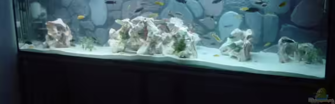 Becken 2167 von Pierre Steinbach