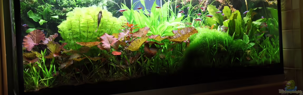 Becken 2168 von Johann Fellner