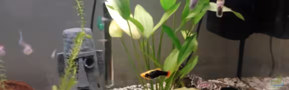 Becken 21836 von Tosch