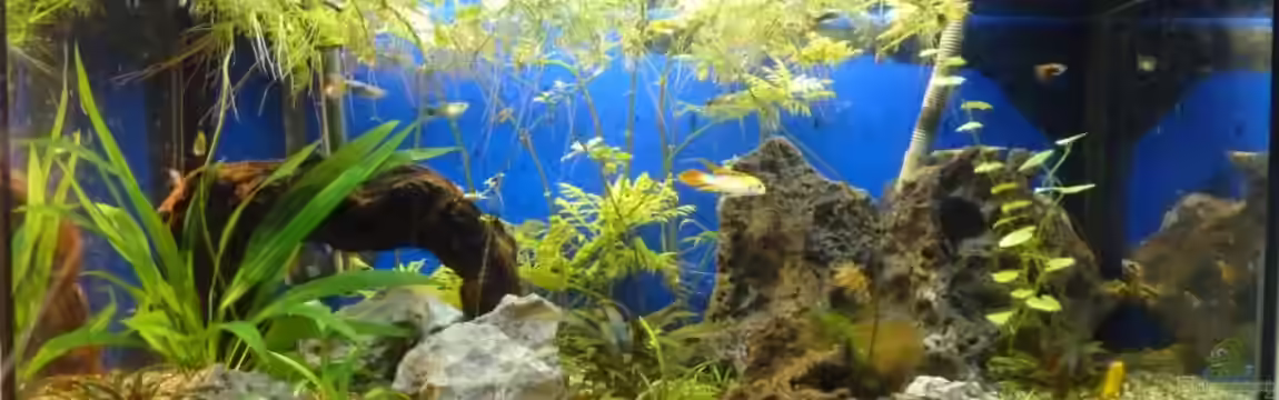 Becken 21841 von TheHippo