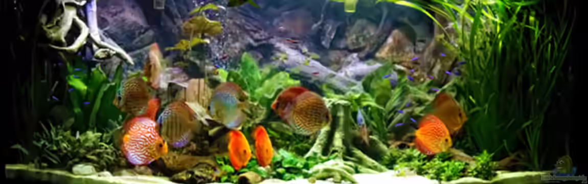 Becken 21886 von Rolf Wilmsen