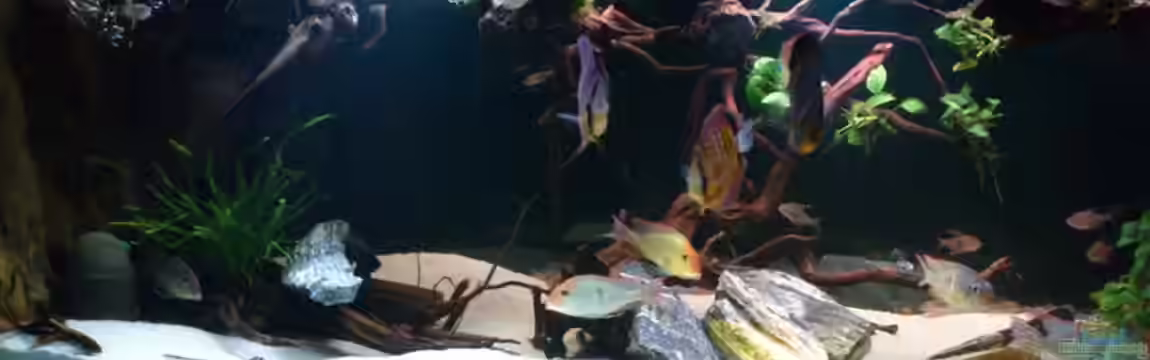 Becken 21944 von Markus Pirklbauer