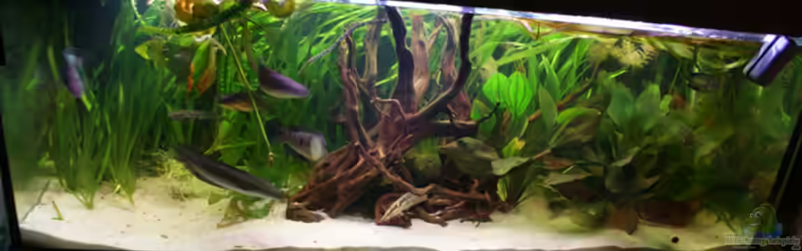 Becken 2198 von Channa667