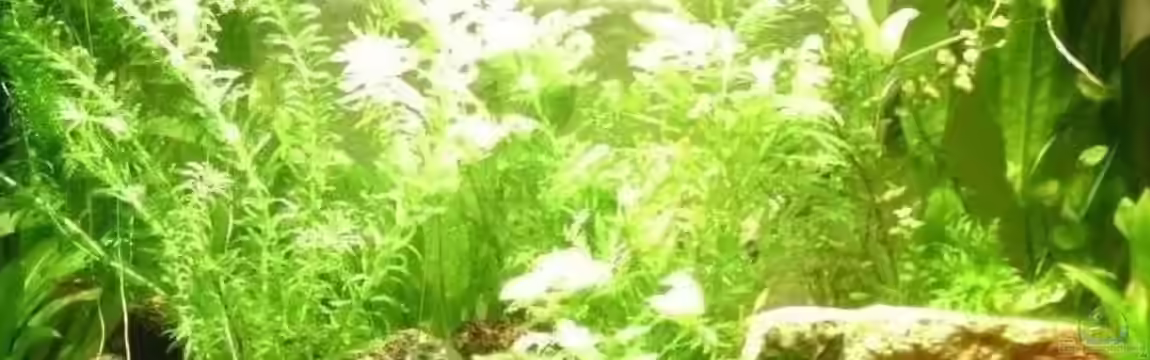 Becken 2200 von Christian Just