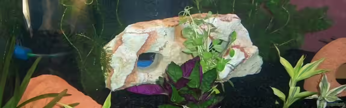 Becken 22040 von gorni