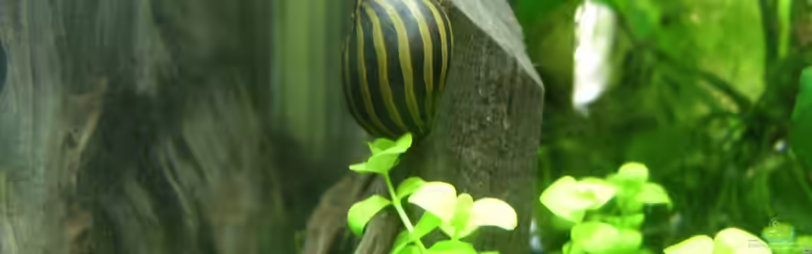 Becken 22076 Nanonana von Nanonana