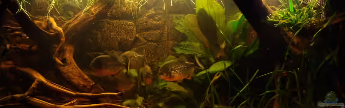 Becken 22157 von Pülschi 87