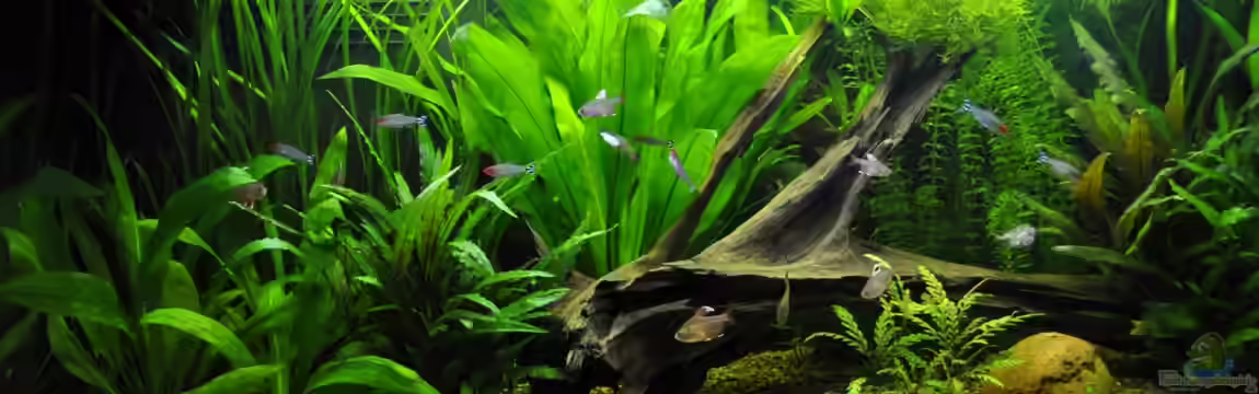 Becken 22174 von Digrisch