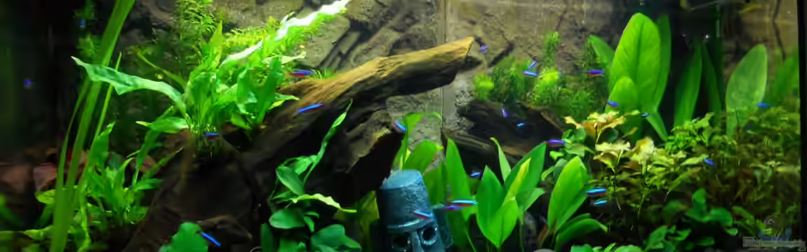 Becken 22208 von Skalar321