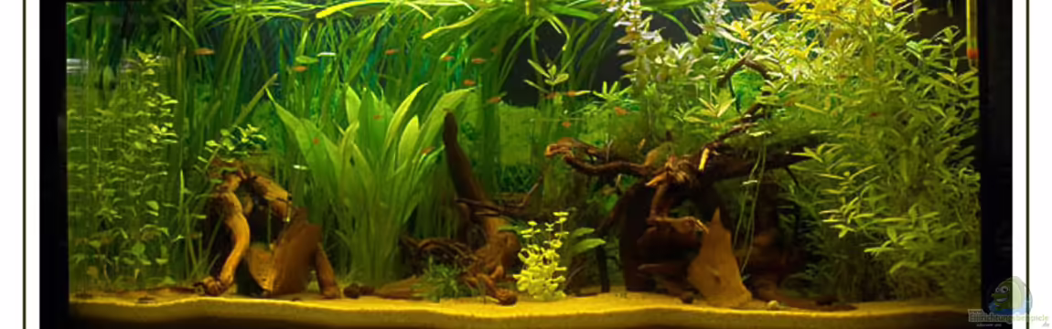 Becken 2222 von Martin Lenhardt