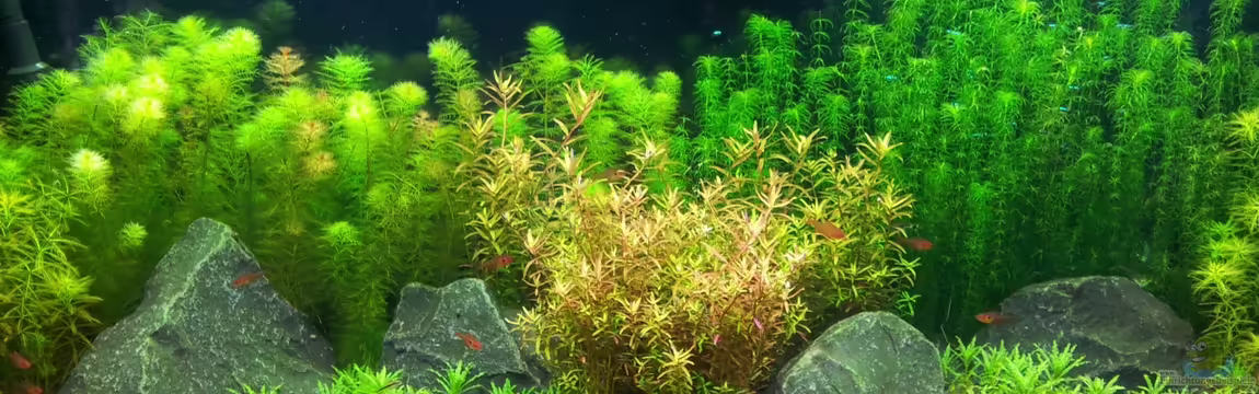 Becken 22232 von butschhh