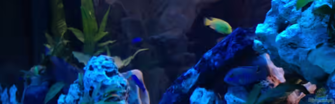 Becken 22235 von Meischder Kreusel