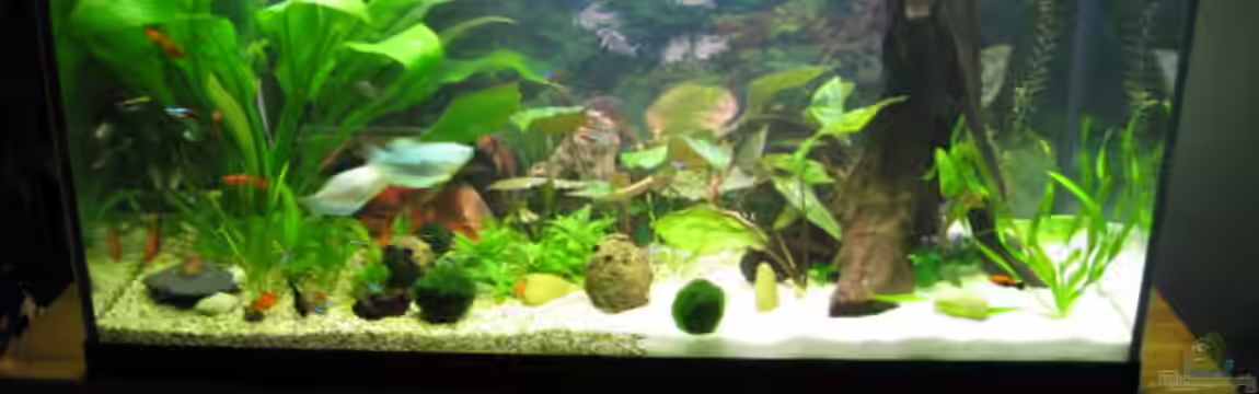 Becken 2225 von Thorsten Elbert