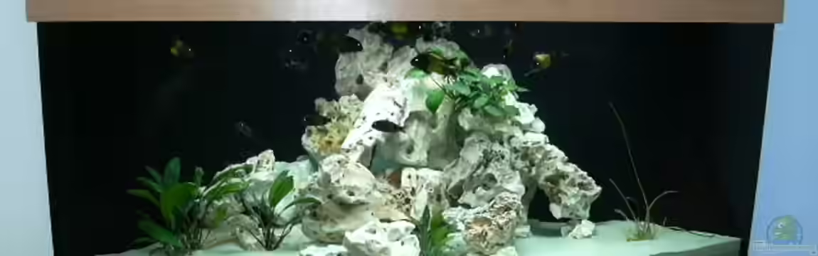 Becken 223 von Stefan Franck