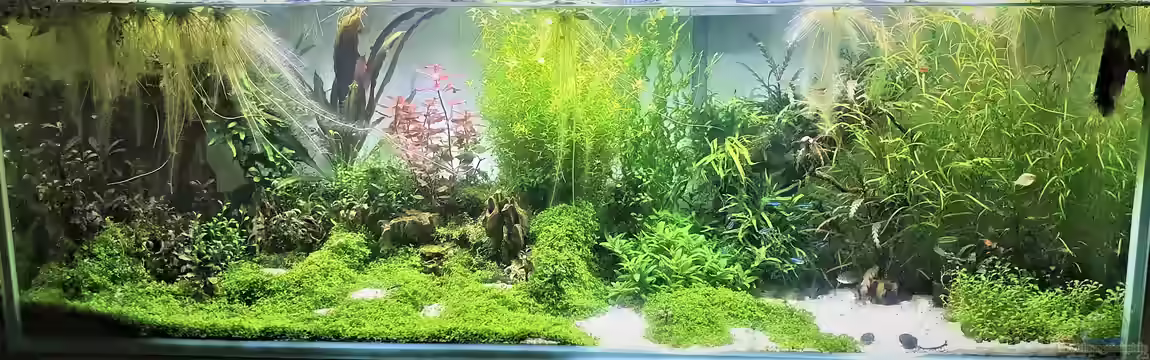 Becken 22307 von piet