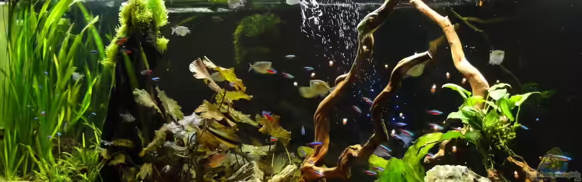 Becken 22338 von Kirschfleckjäger