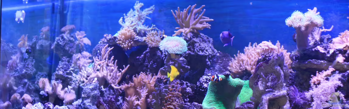 Becken 22344 von Manfred Janßen