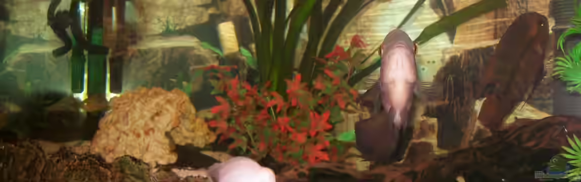 Becken 22424 von fischmutti